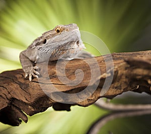 Lizard root, Bearded Dragon on green background