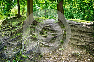 Root of a big tree on the ground
