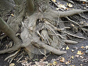 The root of a big tree and some grass on the ground
