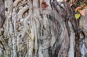 The root of bo tree