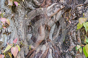 The root of bo tree