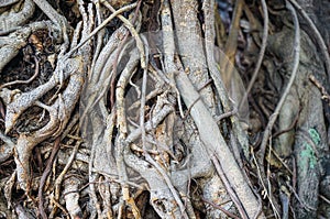 The root of bo tree