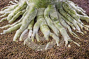 The root of the bonsai tree in the garden