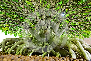 The root of the bonsai tree in the garden