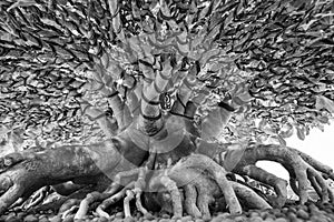 The root of the bonsai tree in the garden