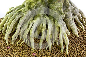 The root of the bonsai tree in the garden