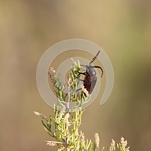 Root borer beetle Prionus californicus