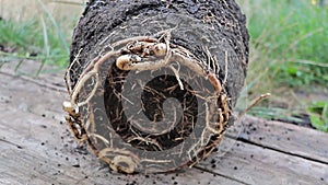A Root Bound of a date palm tree - Phoenix dactylifera close up. In Proces of repotting