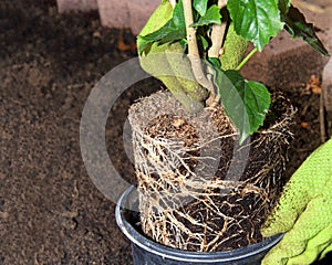 Root bound hibiscus plant with gloved hands in garden