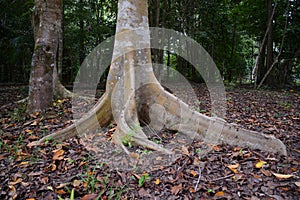 The root buttress of a tree in Australia photo