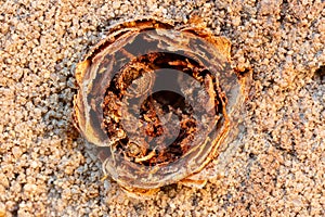 Root canal in the subsoil of a podzol photo