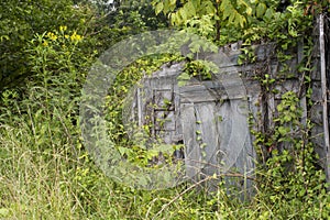 Root cellar door covered in vines