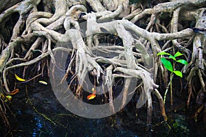 The root and crystal stream of the mangrove forest, Krabi