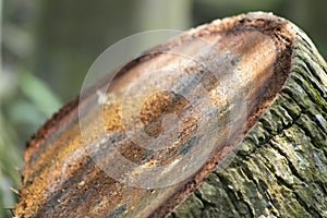 The root cut side part of the coconut tree isoloted