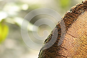 The root cut side part of the coconut tree isoloted natural bg