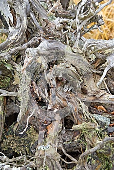 Root of dead tree