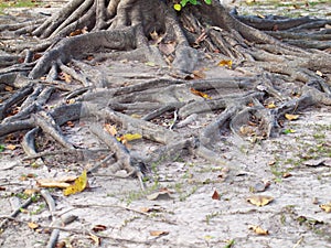Root on dry ground