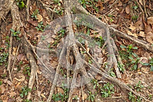 Root and dry leaf under tree