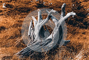 Root of a dry tree, Jizera Mountains, Poland