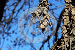 ROOT ENDS OF EPIPHYTE PLANT SUSPENDED FROM A TREE