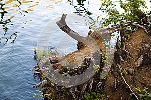 The root of fallen big tree on the lake shore