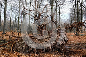 Root of a fallen tree