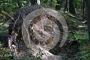 The root of a fallen tree in the autumn forest. Berlin, Germany