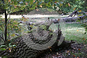 The root of a fallen tree in the autumn forest. Berlin, Germany