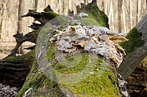 The root of a fallen tree covered with moss