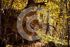 Root of a fallen tree in forest