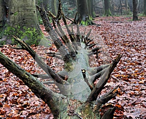Root of fallen tree