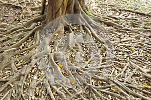 Kořen 