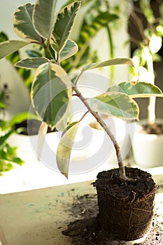 Root of ficus on table before repotting