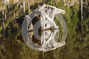 Root in the form of a mythical figure in the lake Mummelsee