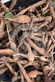 Root of galingale