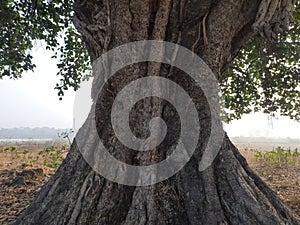 Root Giant banyan tree.