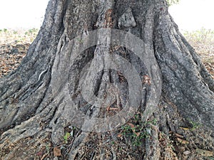 Root Giant banyan tree.