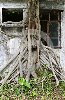 Root of giant tree