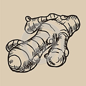 The root of ginger engraving. A fragrant tea spice in the sketch style. Vector illustration.