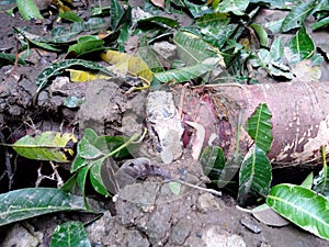 A root of a huge tree coming out due to cyclone