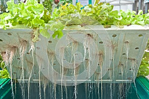 Root of hydroponic vegetables photo