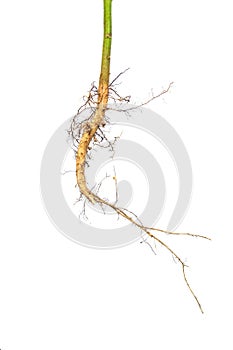 Root isolated