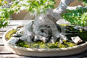 Root of Japanese bonsai tree in Omiya bonsai village