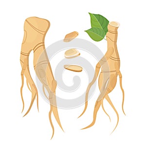 Root and leaves ginseng.Biological additives are. Healthy lifestyle. Vector flat illustration of medicinal plants