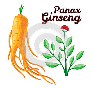 Root and leaves panax ginseng. Healthy lifestyle. For traditional medicine, gardening. Biological additives are. Vector