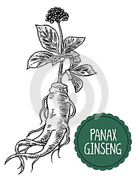 Root and leaves panax ginseng. Vector black and white engraving vintage illustration of medicinal plants. Biological