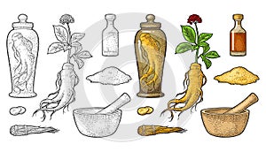 Root and leaves panax ginseng. Vector engraving black illustration