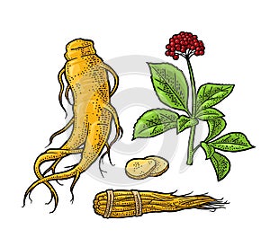 Root and leaves panax ginseng. Vector engraving illustration