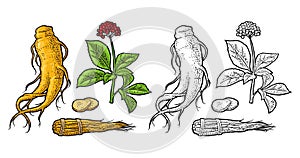 Root and leaves panax ginseng. Vector engraving illustration