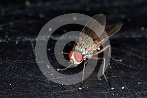 Root Maggot Fly photo